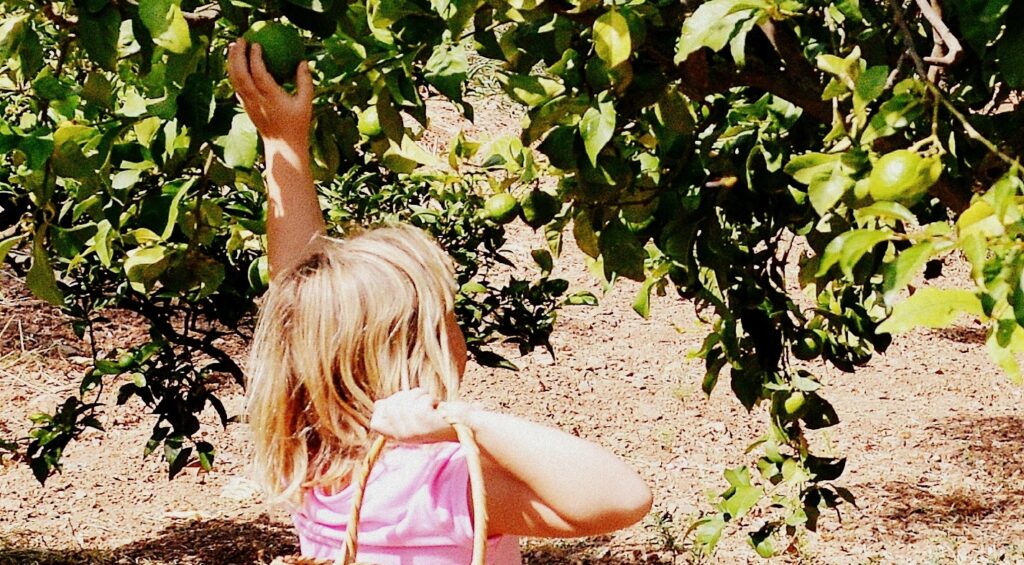 young girl collecting fruit from the tree - Malaga festivals