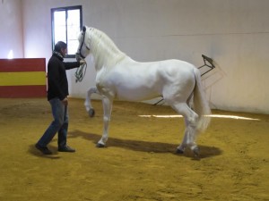 Spanish horses in Jerez